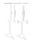 CELL-TYPE SPECIFIC APTAMER-siRNA DELIVERY SYSTEM FOR HIV-1 THERAPY diagram and image