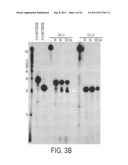 CELL-TYPE SPECIFIC APTAMER-siRNA DELIVERY SYSTEM FOR HIV-1 THERAPY diagram and image