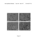 METHOD TO RESTORE CARTILAGINOUS PHENOTYPE OF CHONDROCYTES AFTER CULTURED     AND EXPANDED IN VITRO diagram and image