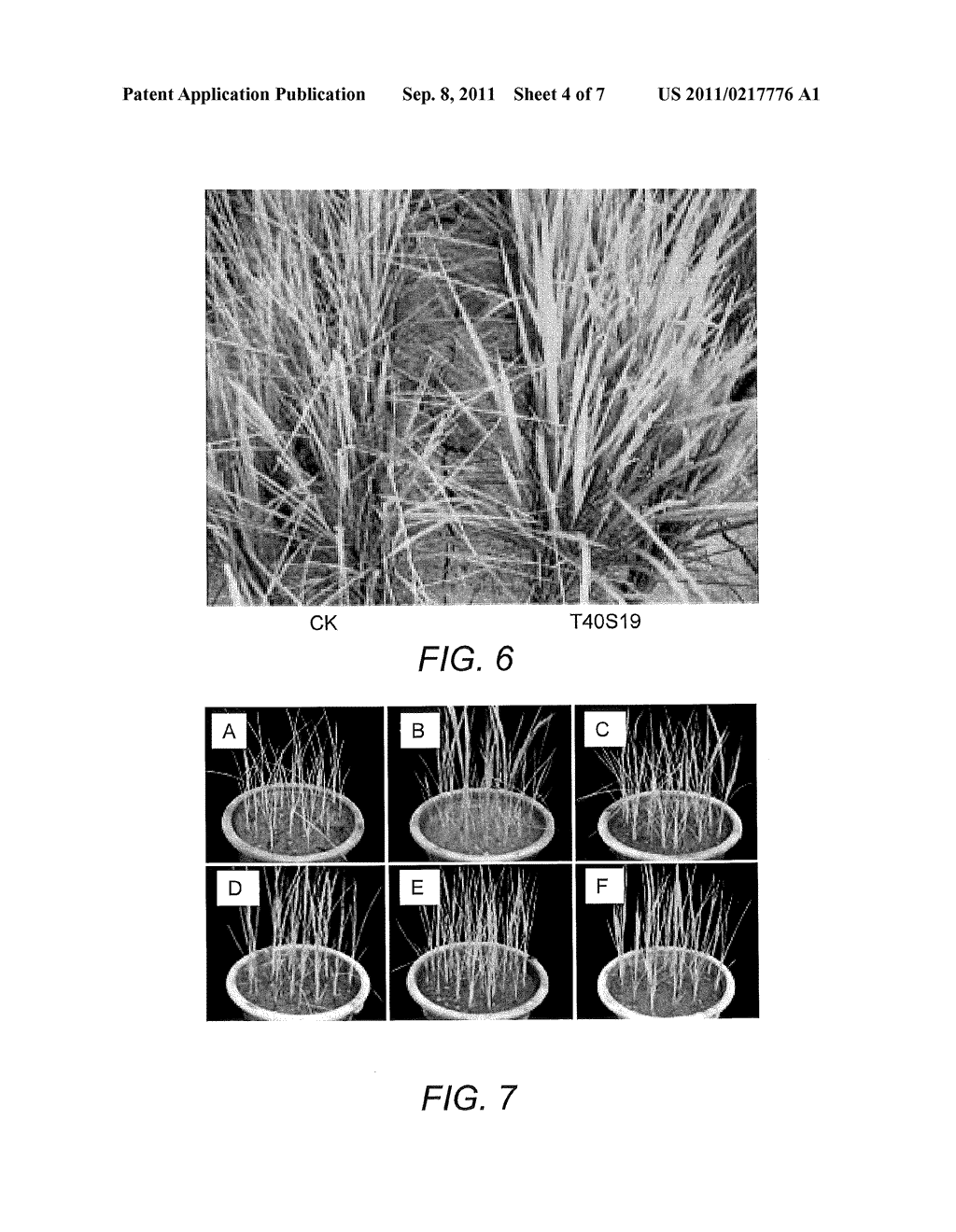 TRANSCRIPTION FACTOR GENE OSNACX FROM RICE AND USE THEREOF FOR IMPROVING     PLANT TOLERANCE TO DROUGHT AND SALT - diagram, schematic, and image 05