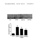 COMPOUNDS FOR STIMULATING P-GLYCOPROTEIN FUNCTION AND USES THEREOF diagram and image