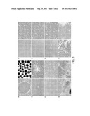 METHOD FOR DIFFERENTIATION INTO RETINAL CELLS FROM STEM CELLS diagram and image