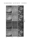 METHOD FOR DIFFERENTIATION INTO RETINAL CELLS FROM STEM CELLS diagram and image