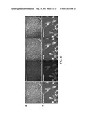 METHOD FOR DIFFERENTIATION INTO RETINAL CELLS FROM STEM CELLS diagram and image