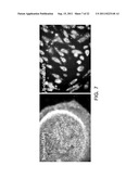 METHOD FOR DIFFERENTIATION INTO RETINAL CELLS FROM STEM CELLS diagram and image