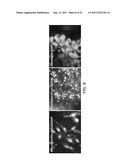 METHOD FOR DIFFERENTIATION INTO RETINAL CELLS FROM STEM CELLS diagram and image