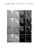 METHOD FOR DIFFERENTIATION INTO RETINAL CELLS FROM STEM CELLS diagram and image