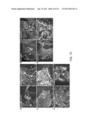 METHOD FOR DIFFERENTIATION INTO RETINAL CELLS FROM STEM CELLS diagram and image