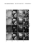 METHOD FOR DIFFERENTIATION INTO RETINAL CELLS FROM STEM CELLS diagram and image