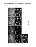 METHOD FOR DIFFERENTIATION INTO RETINAL CELLS FROM STEM CELLS diagram and image