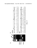 METHOD FOR DIFFERENTIATION INTO RETINAL CELLS FROM STEM CELLS diagram and image