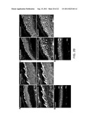 METHOD FOR DIFFERENTIATION INTO RETINAL CELLS FROM STEM CELLS diagram and image