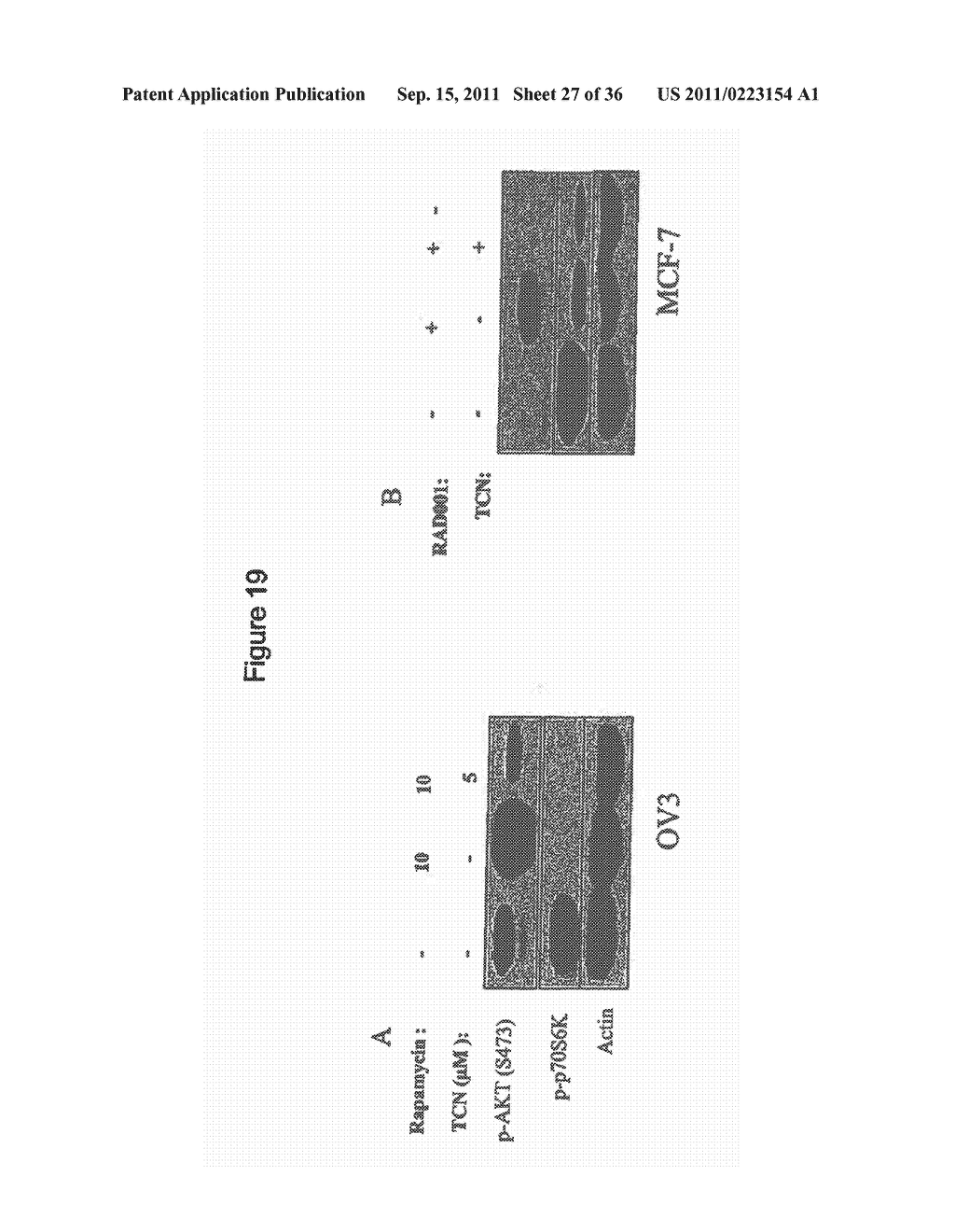 COMPOSITIONS INCLUDING TRICIRIBINE AND METHODS OF USE THEREOF - diagram, schematic, and image 28