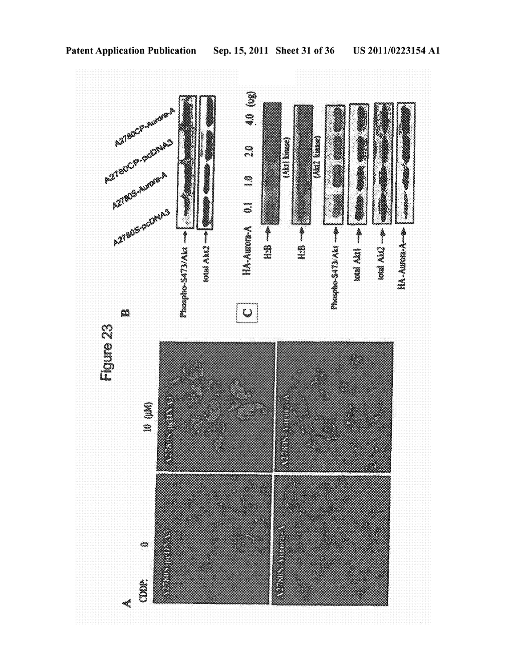 COMPOSITIONS INCLUDING TRICIRIBINE AND METHODS OF USE THEREOF - diagram, schematic, and image 32