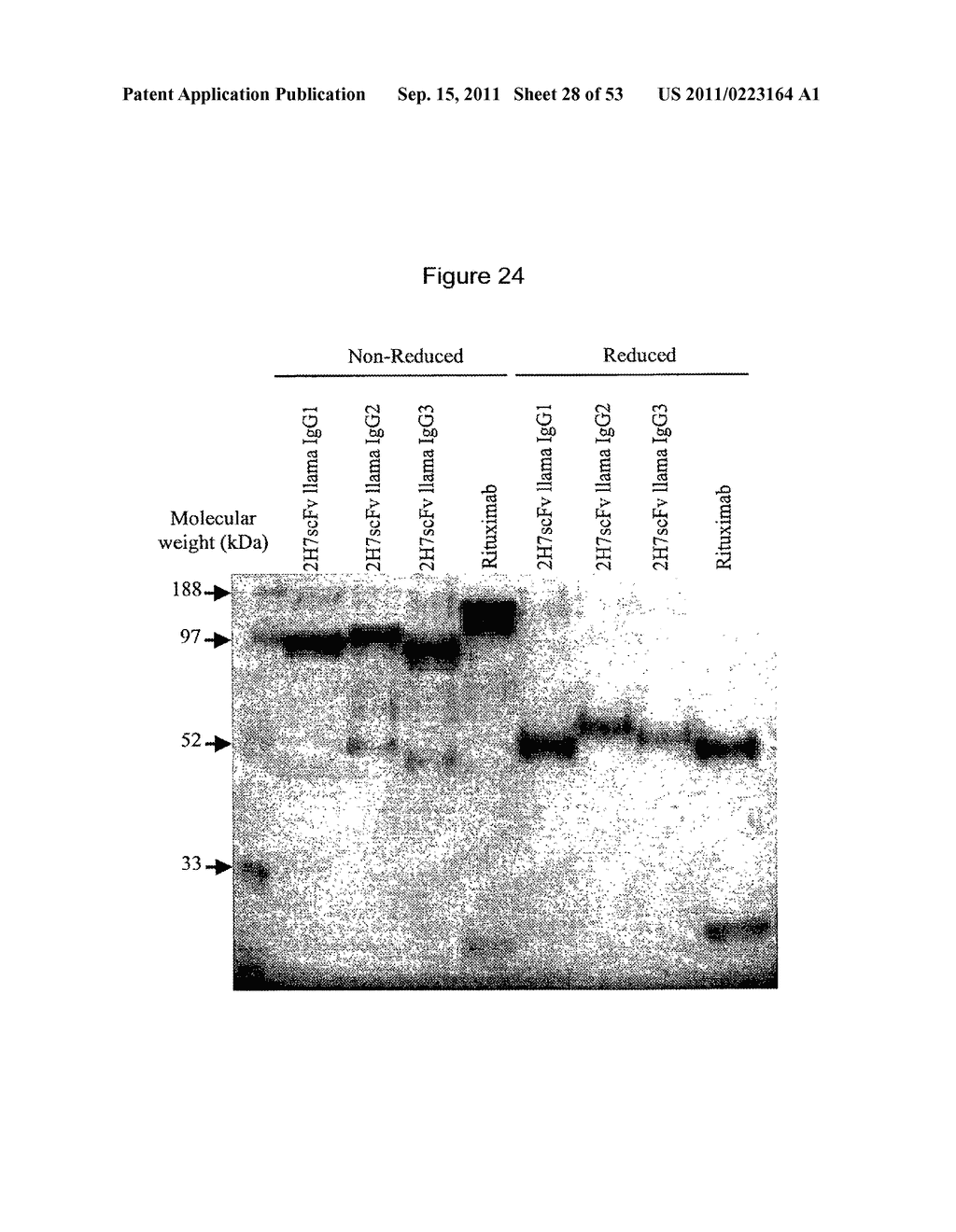 BINDING DOMAIN-IMMUNOGLOBULIN FUSION PROTEINS - diagram, schematic, and image 29