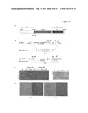 METHODS AND COMPOSITIONS FOR MALARIA PROPHYLAXIS diagram and image