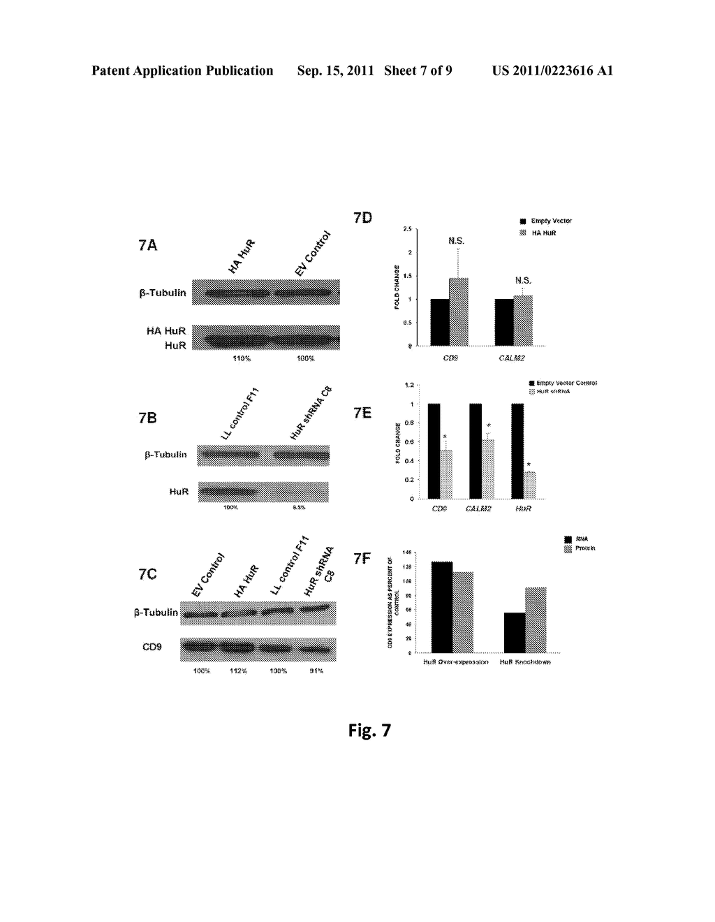 HuR-Associated Biomarkers - diagram, schematic, and image 08