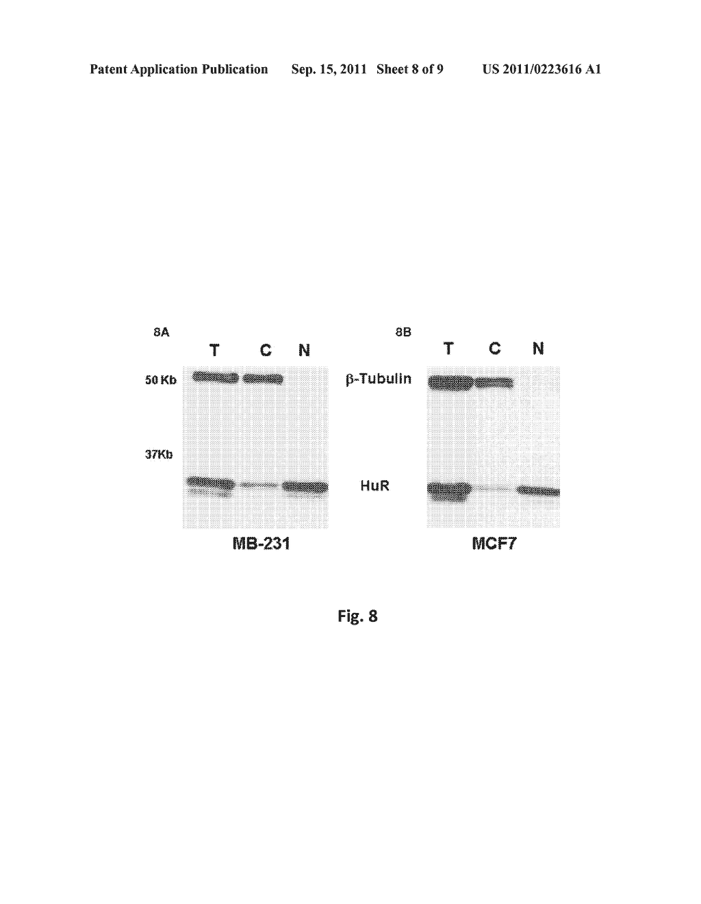 HuR-Associated Biomarkers - diagram, schematic, and image 09