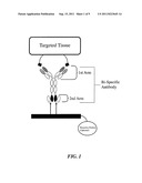 Multivalent Carriers of Bi-Specific Antibodies diagram and image