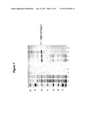 EXPRESSION OF SOLUBLE, ACTIVE EUKARYOTIC GLYCOSYLTRANSFERASES IN     PROKARYOTIC ORGANISMS diagram and image