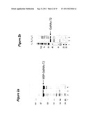 EXPRESSION OF SOLUBLE, ACTIVE EUKARYOTIC GLYCOSYLTRANSFERASES IN     PROKARYOTIC ORGANISMS diagram and image