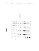 EXPRESSION OF SOLUBLE, ACTIVE EUKARYOTIC GLYCOSYLTRANSFERASES IN     PROKARYOTIC ORGANISMS diagram and image