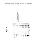 EXPRESSION OF SOLUBLE, ACTIVE EUKARYOTIC GLYCOSYLTRANSFERASES IN     PROKARYOTIC ORGANISMS diagram and image