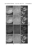 COMPOSITIONS FOR INDUCING DIFFERENTIATION INTO RETINAL CELLS FROM RETINAL     PROGENITOR CELLS OR INDUCING PROLIFERATION OF RETINAL CELLS COMPRISING     WNT SIGNALING PATHWAY ACTIVATORS diagram and image