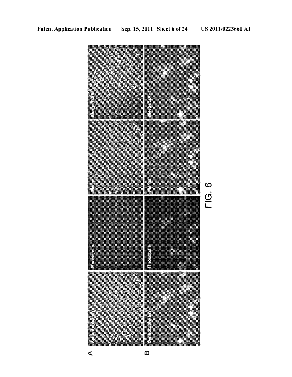 COMPOSITIONS FOR INDUCING DIFFERENTIATION INTO RETINAL CELLS FROM RETINAL     PROGENITOR CELLS OR INDUCING PROLIFERATION OF RETINAL CELLS COMPRISING     WNT SIGNALING PATHWAY ACTIVATORS - diagram, schematic, and image 07