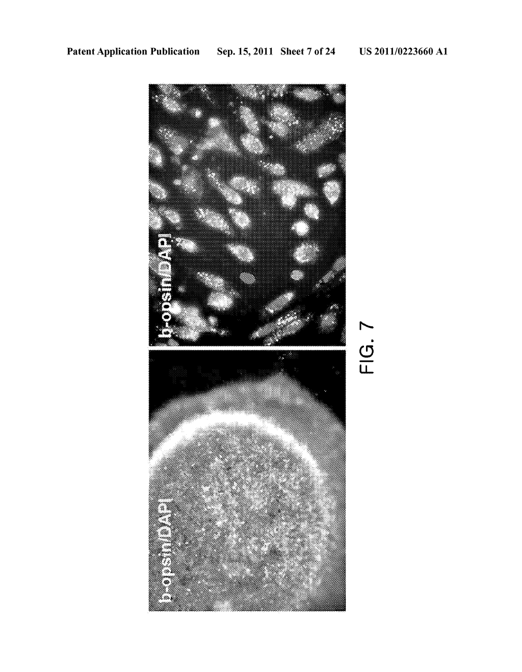 COMPOSITIONS FOR INDUCING DIFFERENTIATION INTO RETINAL CELLS FROM RETINAL     PROGENITOR CELLS OR INDUCING PROLIFERATION OF RETINAL CELLS COMPRISING     WNT SIGNALING PATHWAY ACTIVATORS - diagram, schematic, and image 08