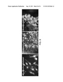 COMPOSITIONS FOR INDUCING DIFFERENTIATION INTO RETINAL CELLS FROM RETINAL     PROGENITOR CELLS OR INDUCING PROLIFERATION OF RETINAL CELLS COMPRISING     WNT SIGNALING PATHWAY ACTIVATORS diagram and image