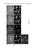 COMPOSITIONS FOR INDUCING DIFFERENTIATION INTO RETINAL CELLS FROM RETINAL     PROGENITOR CELLS OR INDUCING PROLIFERATION OF RETINAL CELLS COMPRISING     WNT SIGNALING PATHWAY ACTIVATORS diagram and image