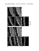 COMPOSITIONS FOR INDUCING DIFFERENTIATION INTO RETINAL CELLS FROM RETINAL     PROGENITOR CELLS OR INDUCING PROLIFERATION OF RETINAL CELLS COMPRISING     WNT SIGNALING PATHWAY ACTIVATORS diagram and image