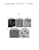 CYTOPLASM EXPOSURE ADDITIVE AND METHOD FOR EXPOSING PARTICLES DELIVERED     INTO CELL TO CYTOPLASM FROM ENDOCYTIC VESICLES IN INTACT CELL diagram and image