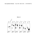 DNA-BASED MOLECULAR SWITCHES AND USES THEREOF diagram and image