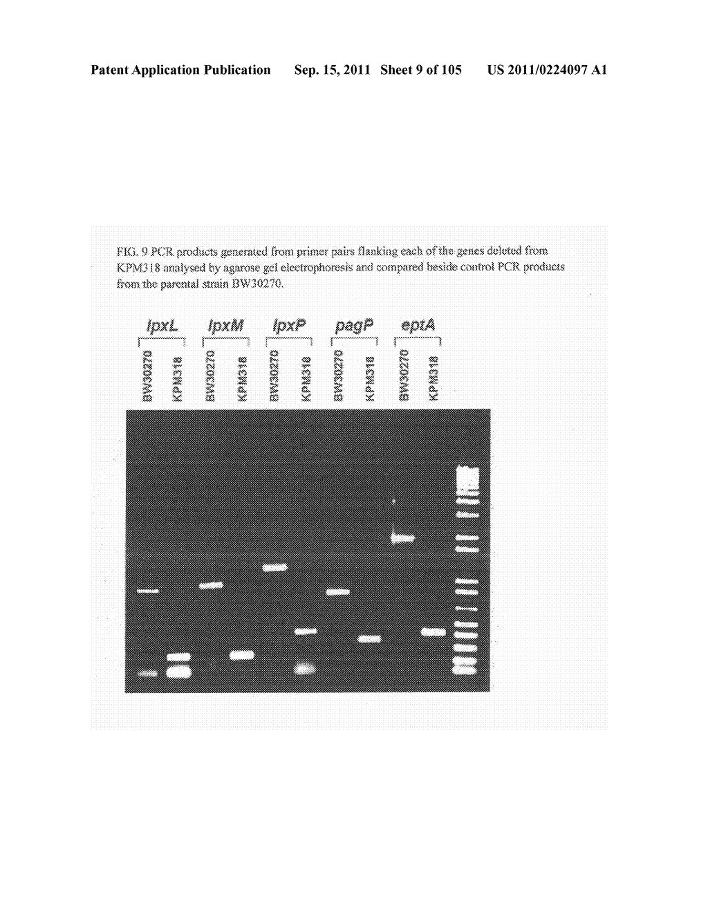 VIABLE GRAM NEGATIVE BACTERIA LACKING OUTER MEMBRANE AGONISTS OF TLR4/MD-2 - diagram, schematic, and image 10