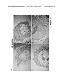 Highly Potent Peptides To Control Cancer And Neurodegenerative Diseases diagram and image