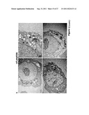 Highly Potent Peptides To Control Cancer And Neurodegenerative Diseases diagram and image