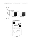 USE OF CONKUNITZIN-S1 FOR THE MODULATION OF GLUCOSE-INDUCED INSULIN     SECRETION diagram and image