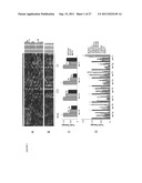 POLYNUCLEOTIDES FOR USE IN TREATING AND DIAGNOSING CANCERS diagram and image