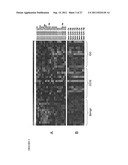 POLYNUCLEOTIDES FOR USE IN TREATING AND DIAGNOSING CANCERS diagram and image