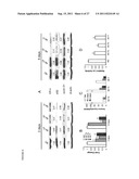 POLYNUCLEOTIDES FOR USE IN TREATING AND DIAGNOSING CANCERS diagram and image