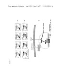 POLYNUCLEOTIDES FOR USE IN TREATING AND DIAGNOSING CANCERS diagram and image