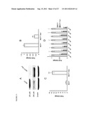 POLYNUCLEOTIDES FOR USE IN TREATING AND DIAGNOSING CANCERS diagram and image