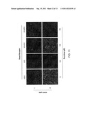 MODULATION OF CHEMOSENSORY RECEPTORS AND LIGANDS ASSOCIATED THEREWITH diagram and image