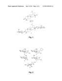 BIDESMOSIDIC BETULIN AND BETULINIC ACID DERIVATIVES AND USES THEREOF AS     ANTITUMOR AGENTS diagram and image