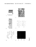 STEM CELL CULTURES diagram and image