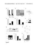 STEM CELL CULTURES diagram and image