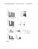 STEM CELL CULTURES diagram and image