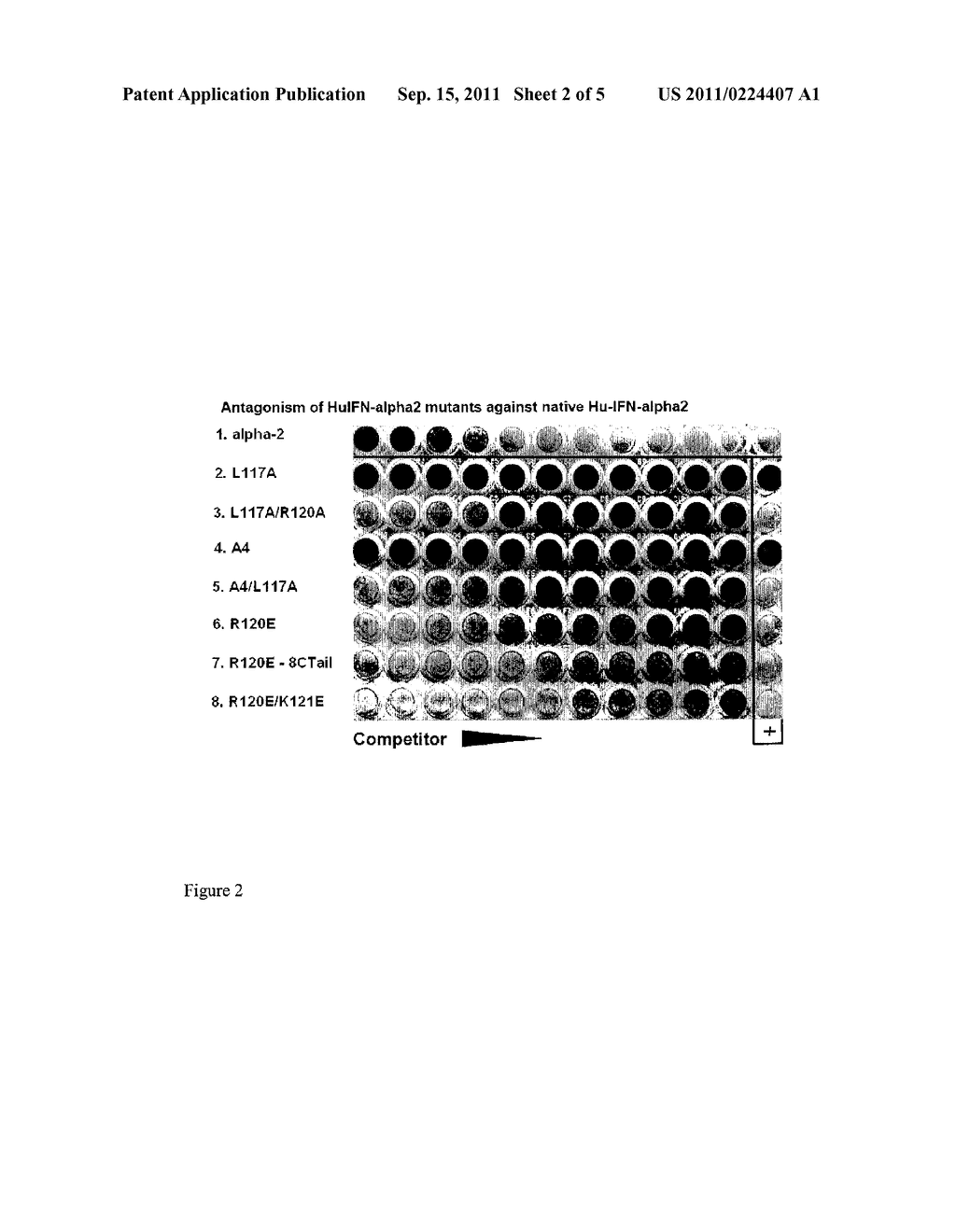 Type I Interferon Antagonists - diagram, schematic, and image 03